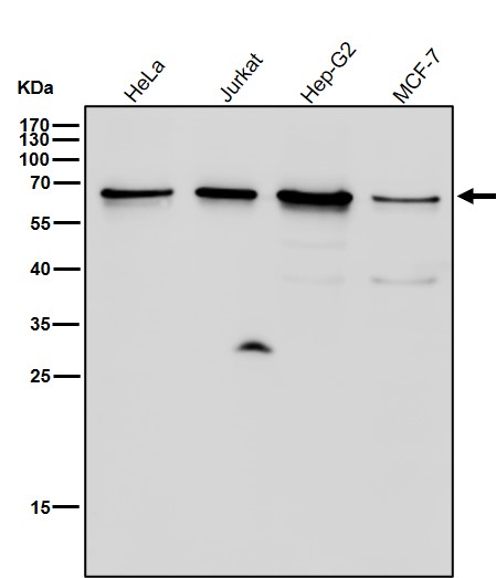 IRF6 Ab