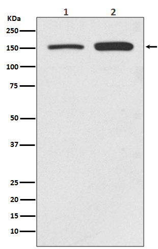 SMC1 alpha Ab