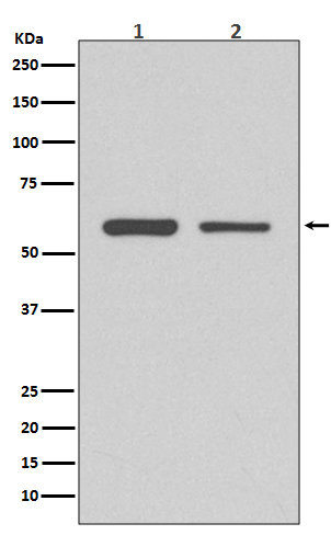 CDK8 Ab