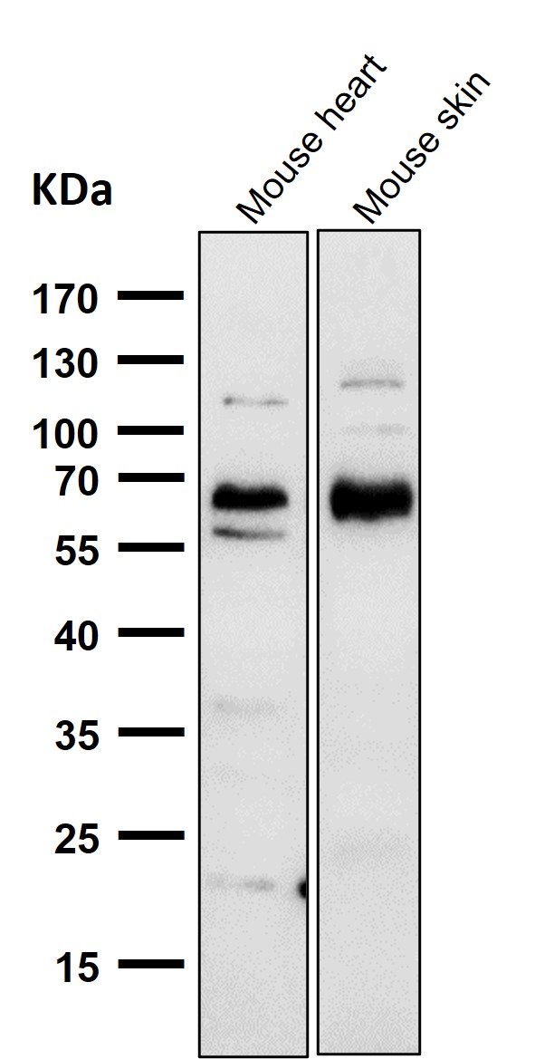 CDK8 Ab