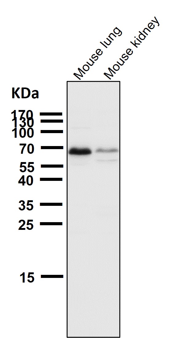 CDK8 Ab