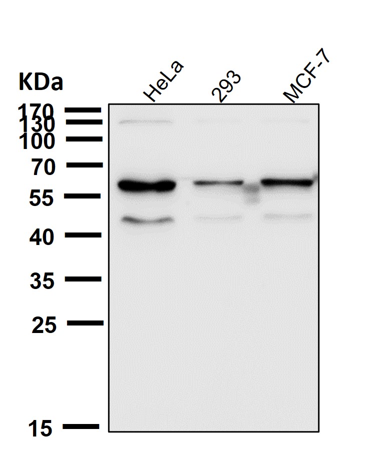 CDK8 Ab