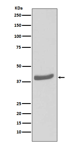 CDK7 Ab