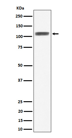 HIF 1 alpha Ab