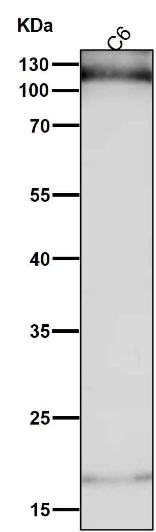 HIF 1 alpha Ab