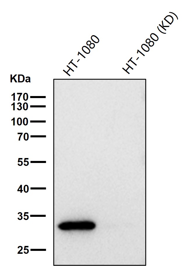 CDK4 Ab