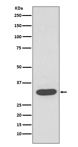 CDK4 Ab