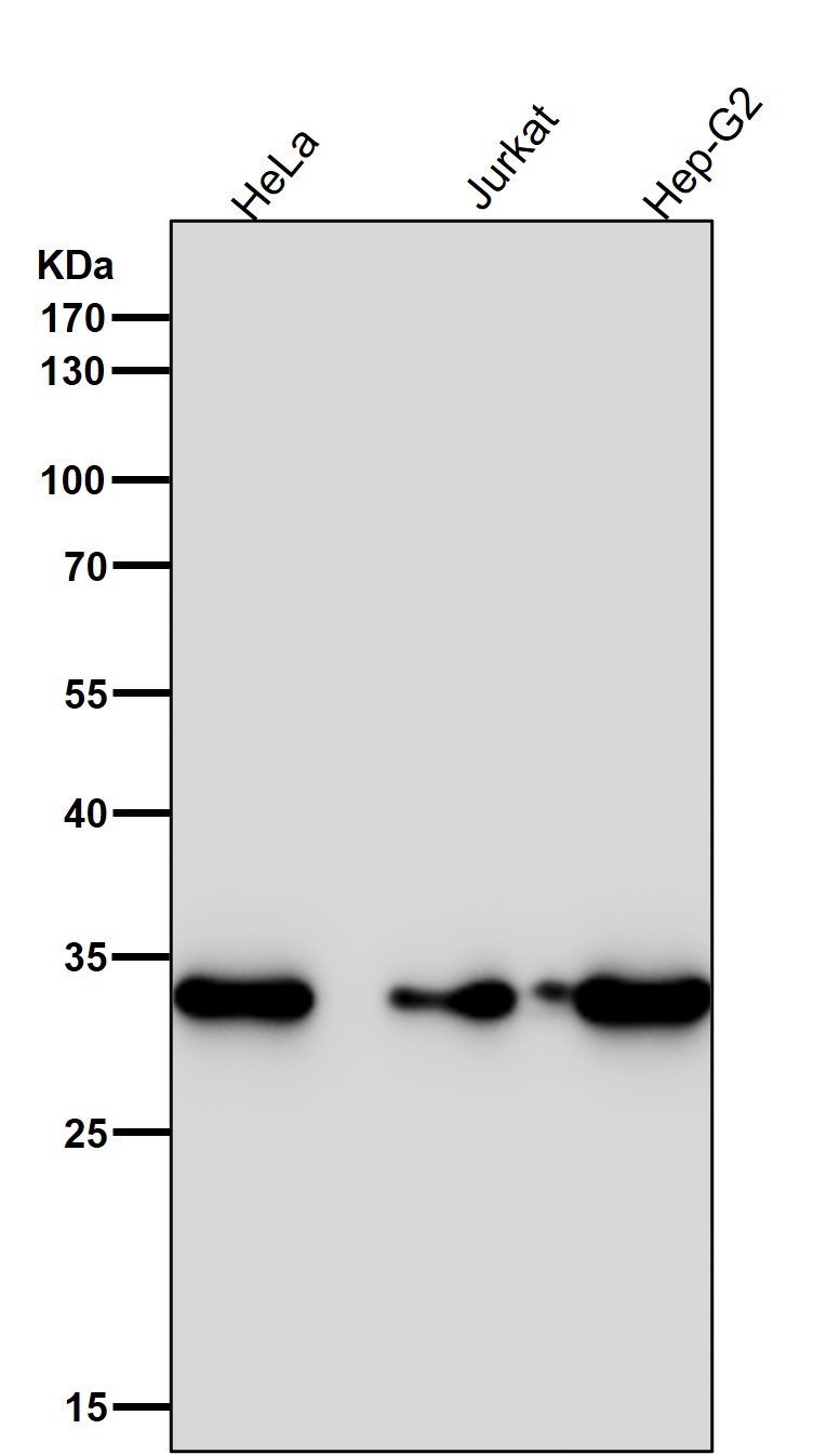 CDK4 Ab