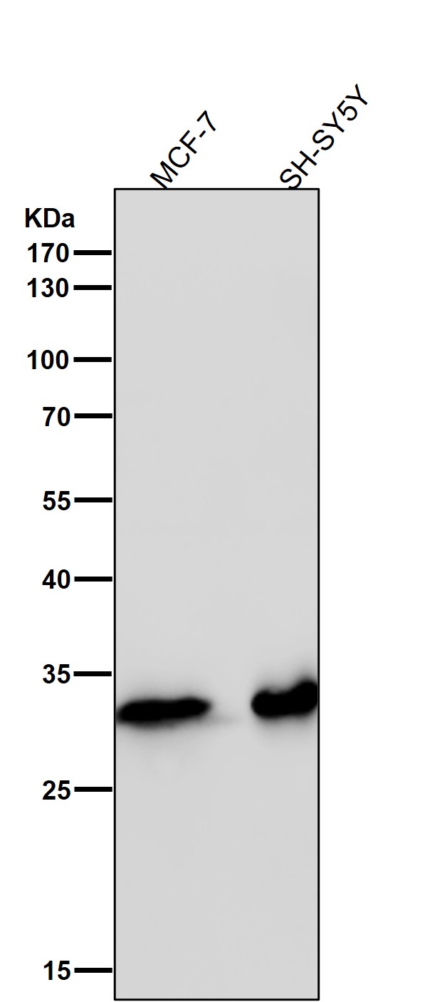 CDK4 Ab