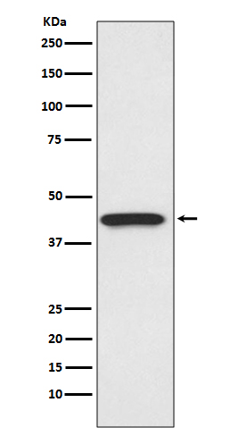 CDK9 Ab