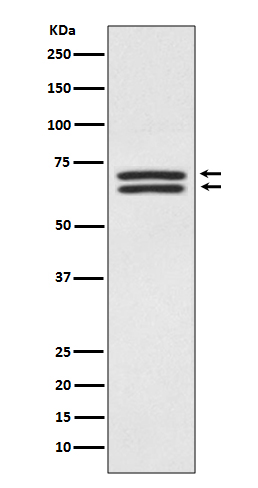 PDPK1 Ab