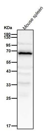 PDPK1 Ab