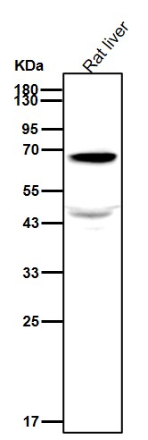 PDPK1 Ab