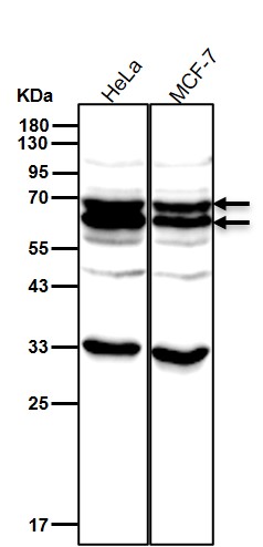 PDPK1 Ab