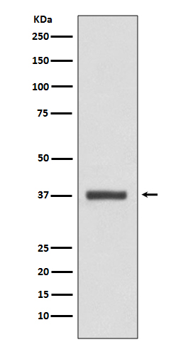 CDK6 Ab