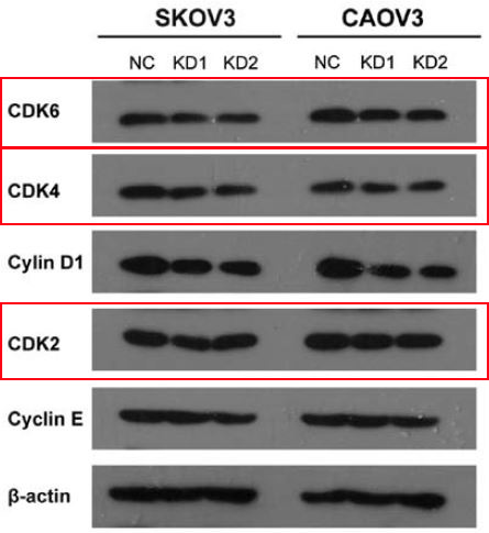 CDK6 Ab