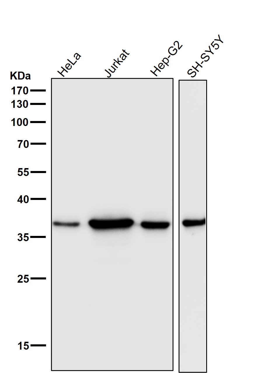 CDK6 Ab