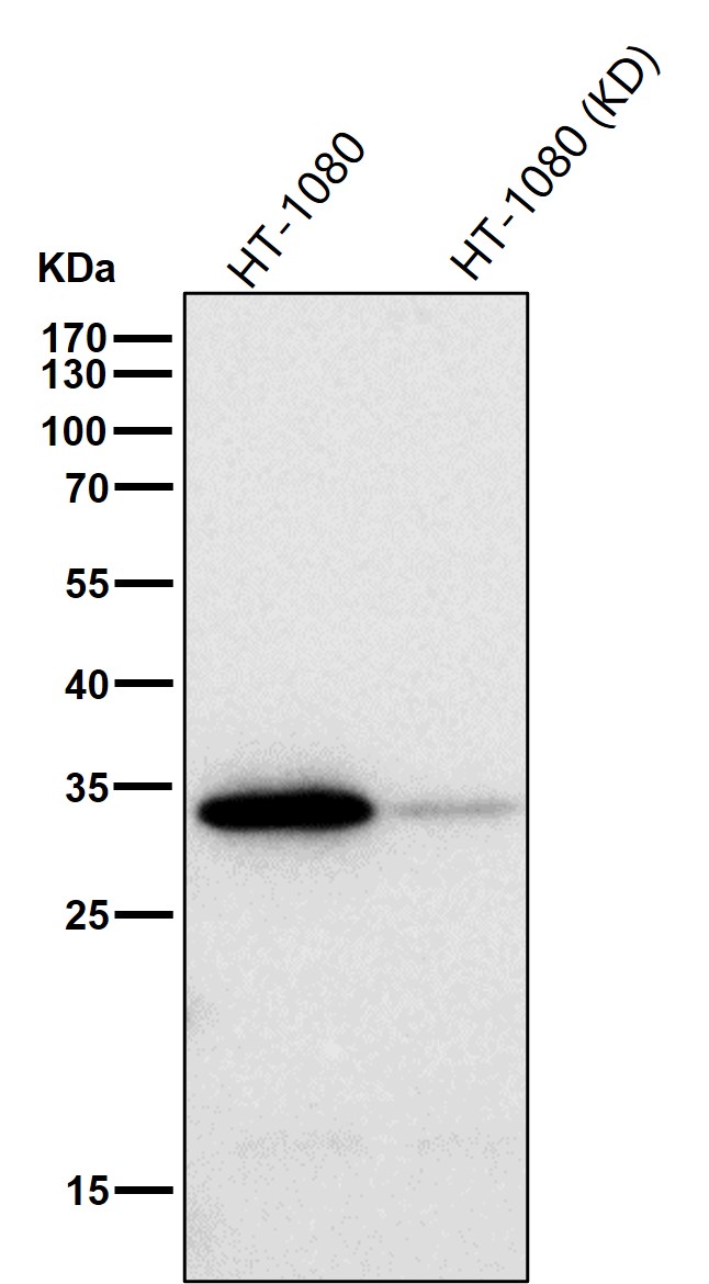 CDK4 Ab