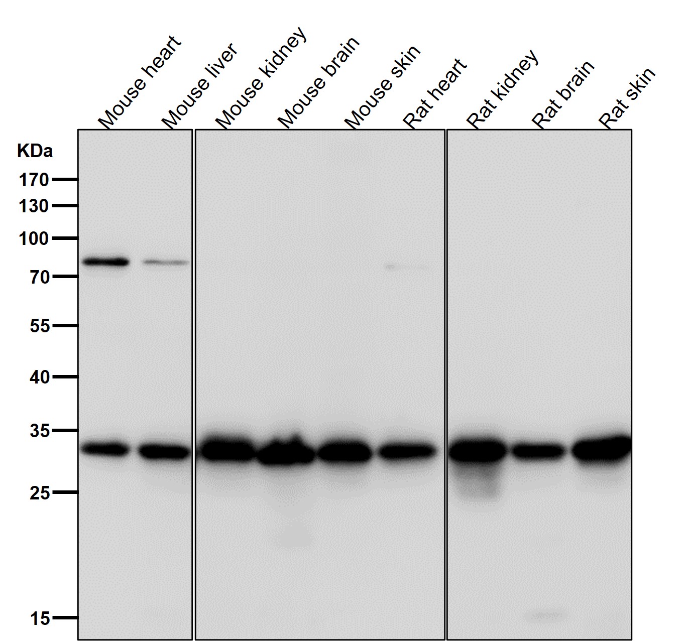 CDK4 Ab