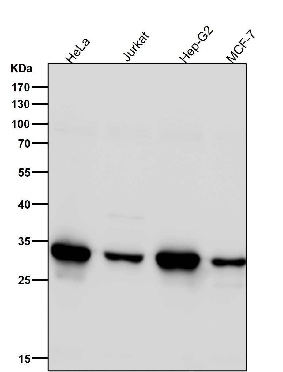 CDK4 Ab