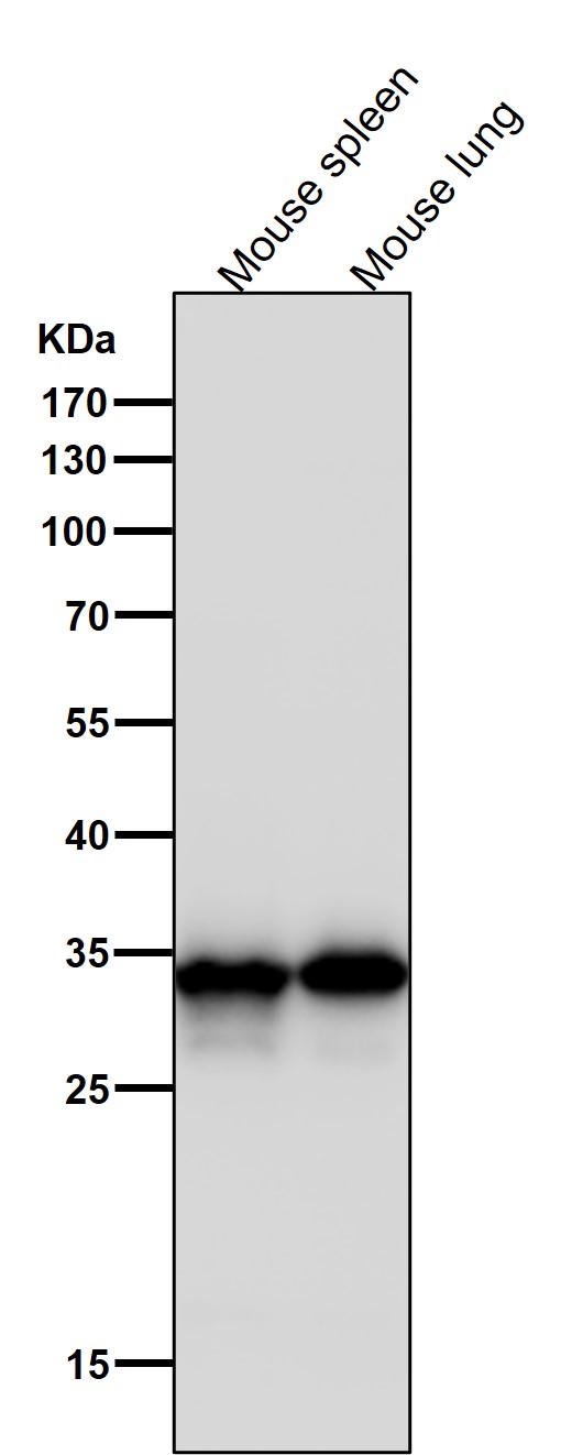 CDK4 Ab