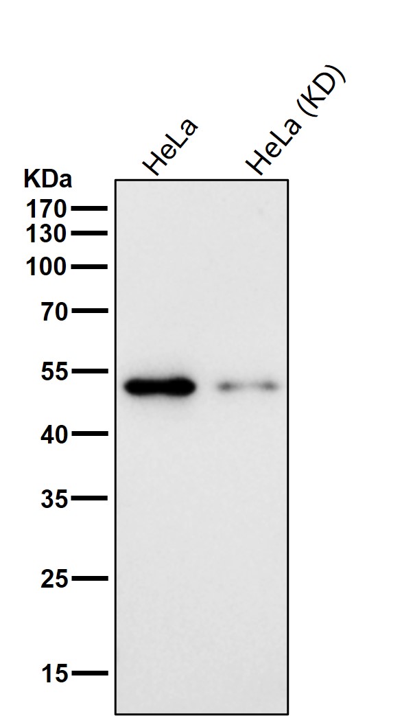 Cyclin A1/A2 Ab