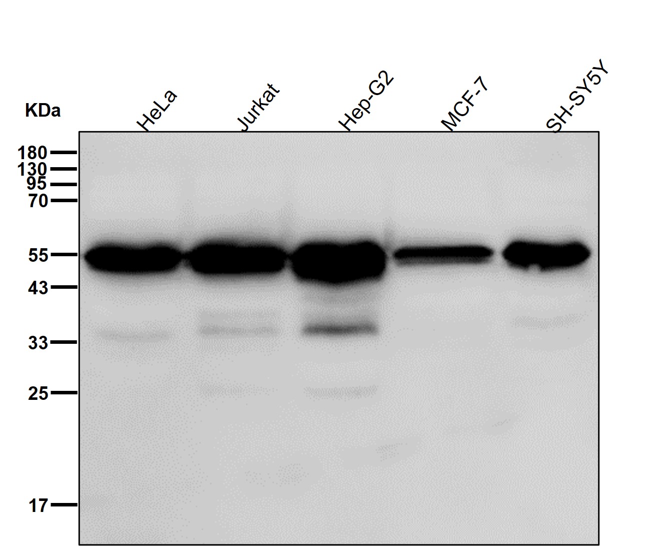 Cyclin A1/A2 Ab