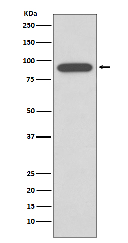 Calnexin Ab