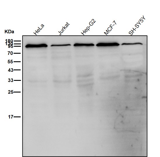 Calnexin Ab