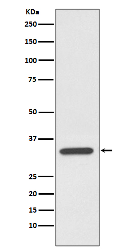 Caspase 7 Ab