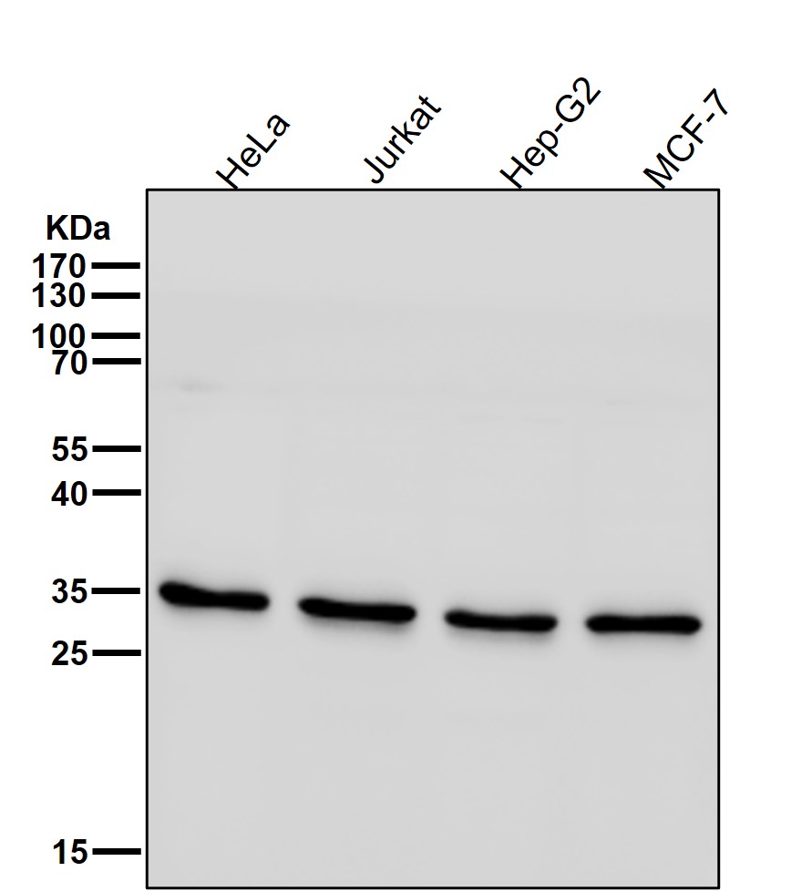 Caspase 7 Ab