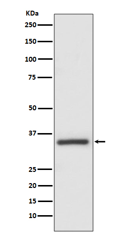 Caspase 6 Ab