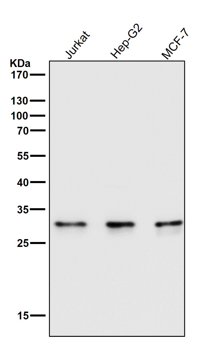 Caspase 6 Ab