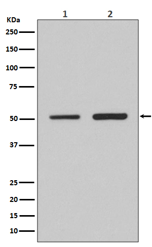 IRF2 Ab