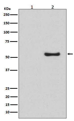 p-SMAD1/5/9 (S463/S465/S467) Ab