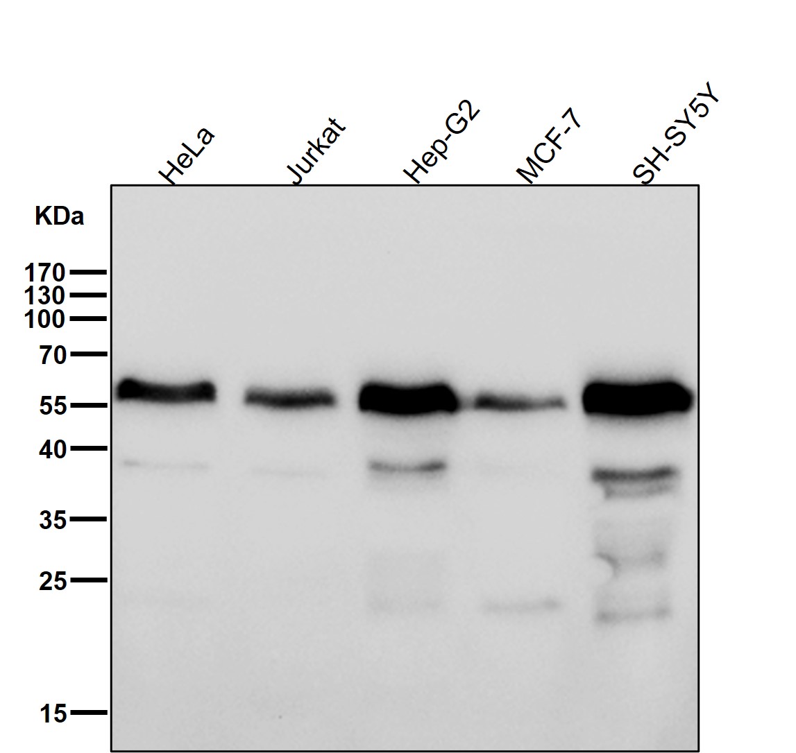 p-SMAD1/5/9 (S463/S465/S467) Ab