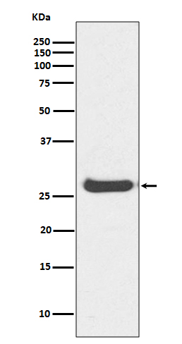 Histone H1.0 Ab