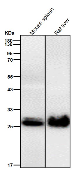 Histone H1.0 Ab