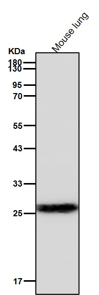 Histone H1.0 Ab