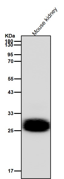 Histone H1.0 Ab