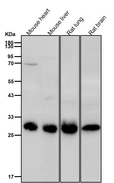 Histone H1.0 Ab