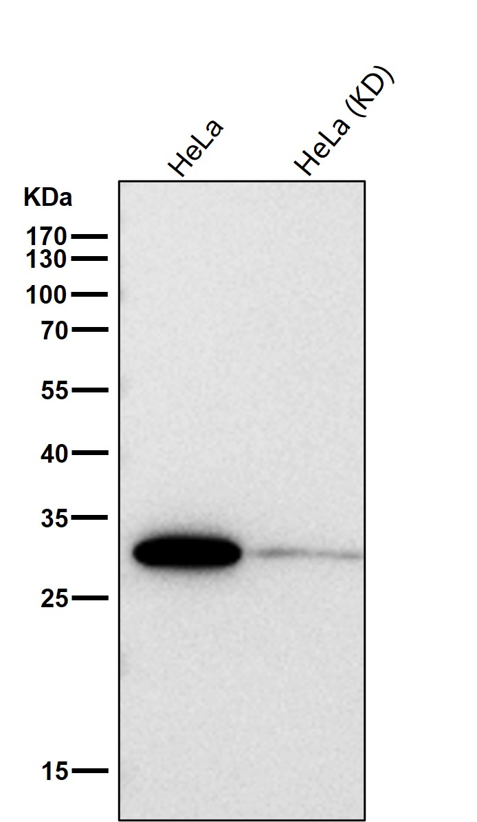 14-3-3 gamma Ab