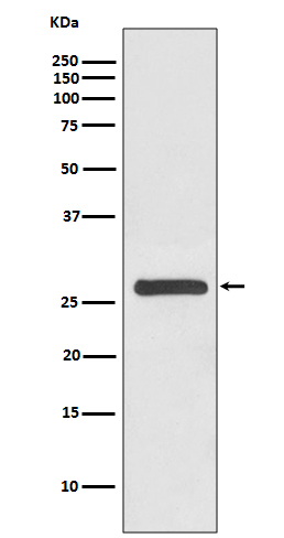 14-3-3 gamma Ab