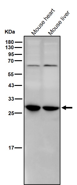 14-3-3 gamma Ab