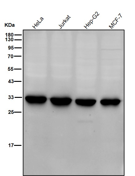 14-3-3 gamma Ab