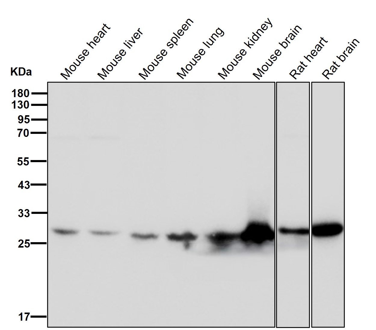 14-3-3 gamma Ab