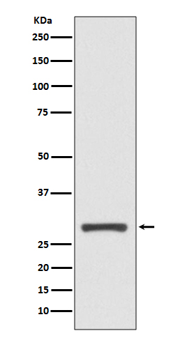 14-3-3 sigma Ab