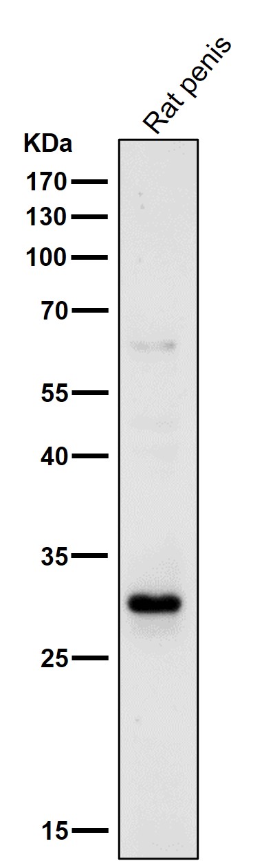 14-3-3 sigma Ab