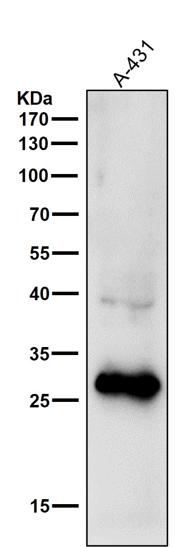 14-3-3 sigma Ab