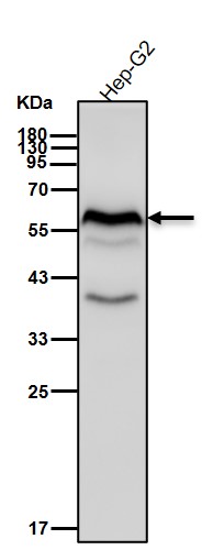 p-SMAD2 (S250) Ab